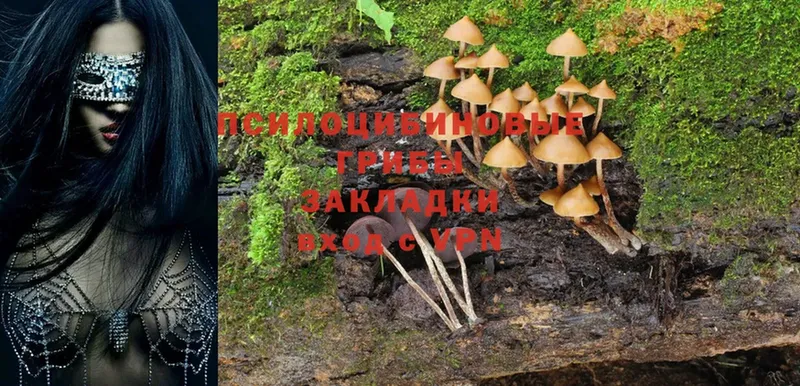 как найти   Рассказово  Псилоцибиновые грибы Cubensis 